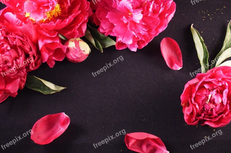 Peonies Black Background Flowers Floral