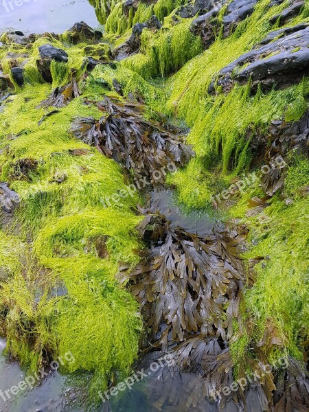 Seaweed Sea Rocks Water Free Photos