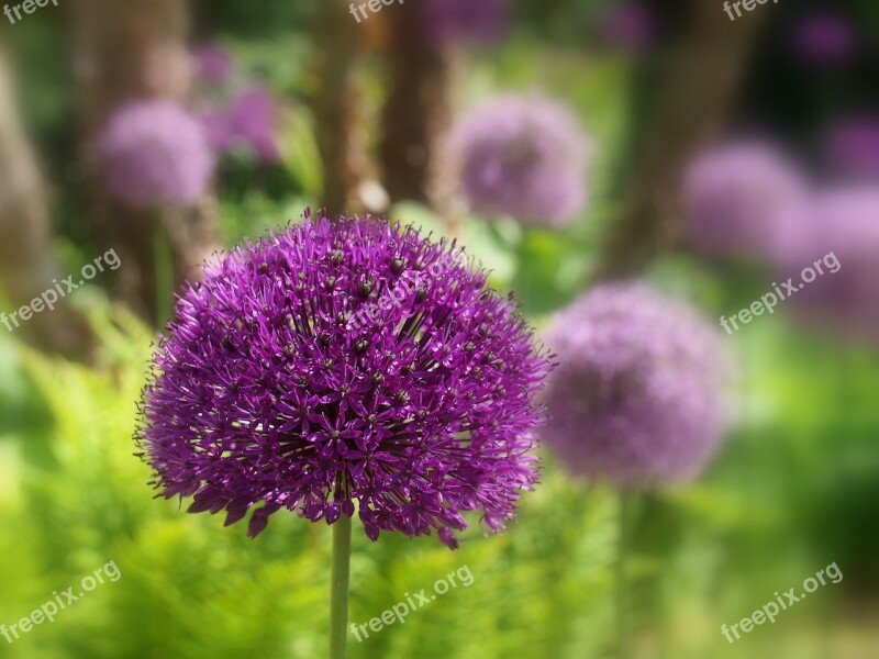 Allum Flower Purple Bloom Onion