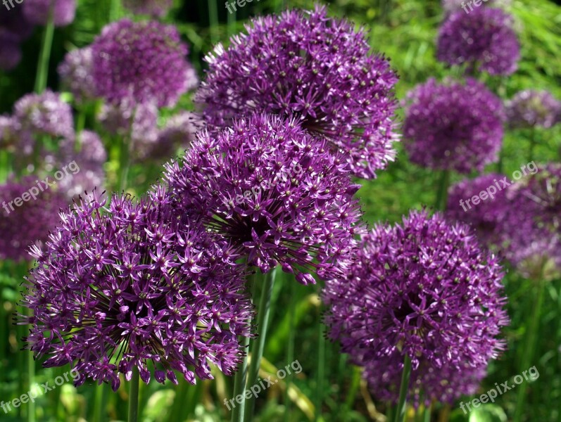 Allum Flower Purple Bloom Onion