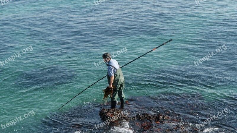 Wakame Fisherman Beach Sea Nature