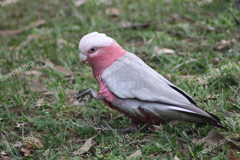 Galah Bird Australian Australia Parrot