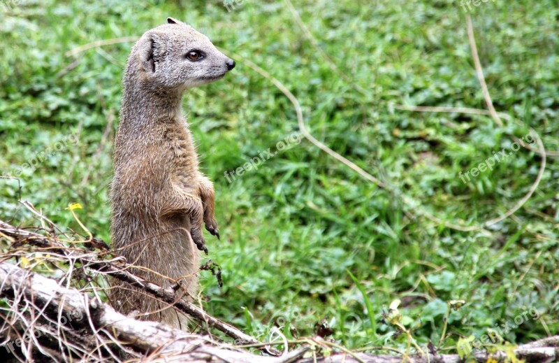 Meerkat Animal Nature Zoo Attention