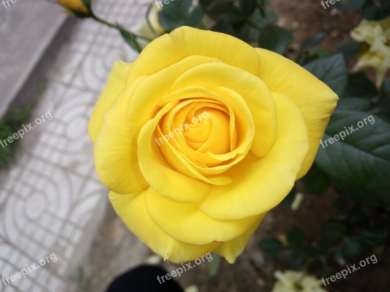 Gardens Flower Beds Flowers Flower Shows Green Leaves