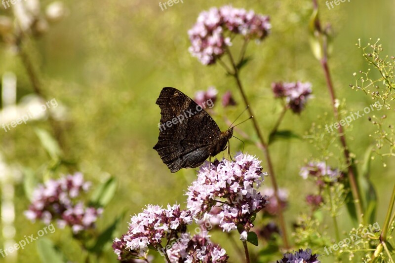 Butterfly Insect Wing Flowers Peacock Butterfly