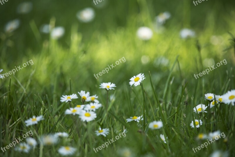 Daisies Field Meadow Green Summer