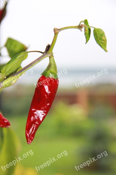 Hot Pepper Pepper Red Sharp Nutrition