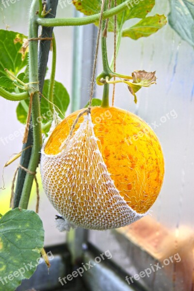 Melon Harvest Ripe Sweet Healthy