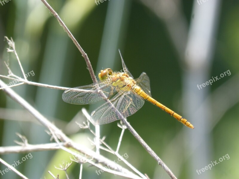 Ibélula Yellow Dragonfly Detail Winged Insect Cordulegaster Boltonii