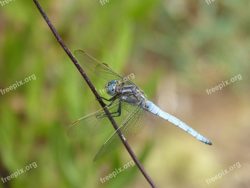 Dragonfly Orthetrum Brunneum Blue Dragonfly Parot Pruïnos Detail