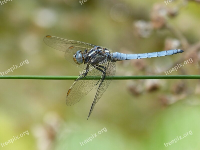 Dragonfly Orthetrum Brunneum Blue Dragonfly Parot Pruïnos Detail