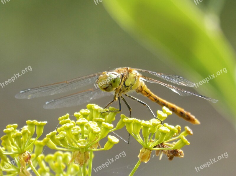 Ibélula Yellow Dragonfly Detail Winged Insect Cordulegaster Boltonii