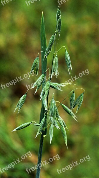 Oats Cereals Spike Field Plant