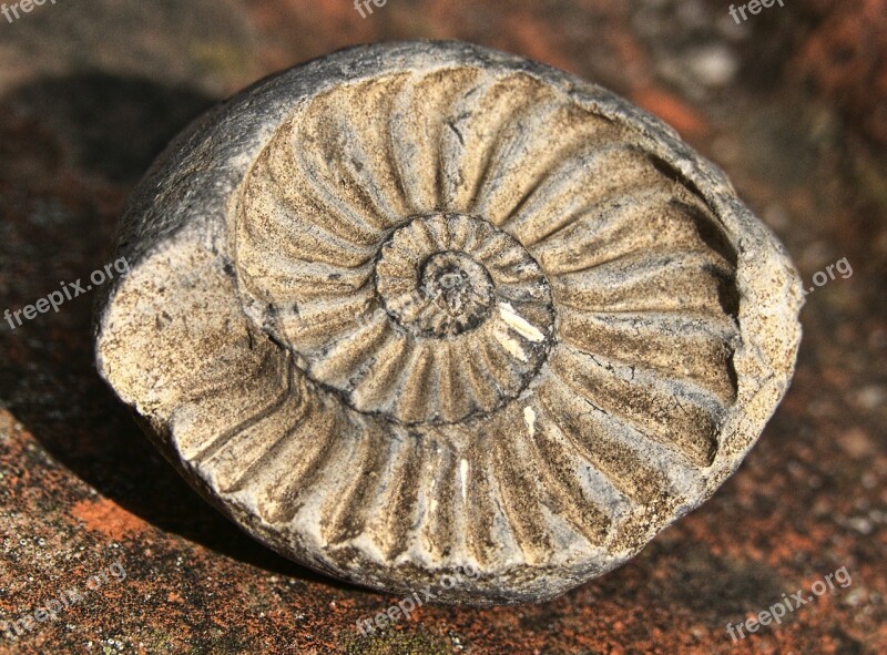 Petrification Fossilized Ammonit Cephalopods Ammonoidea