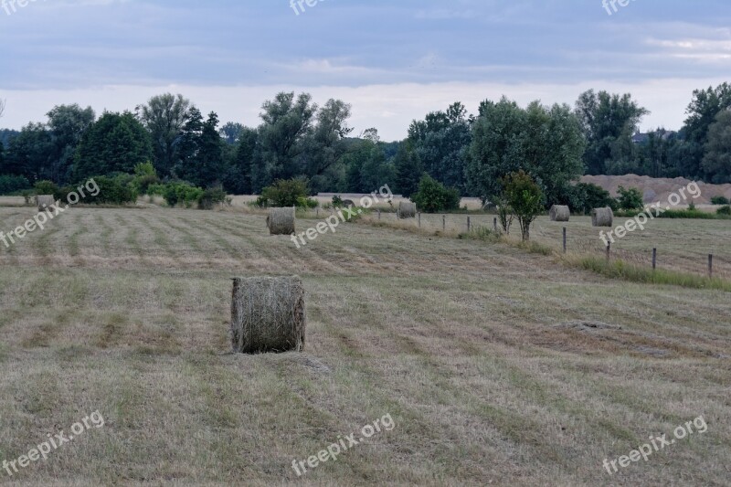 Field Haymaking Hay Grass Landscape