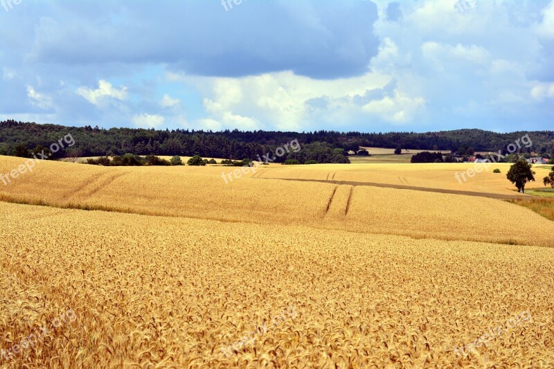 Cereal Fields Landscape Summer Cornfield Field