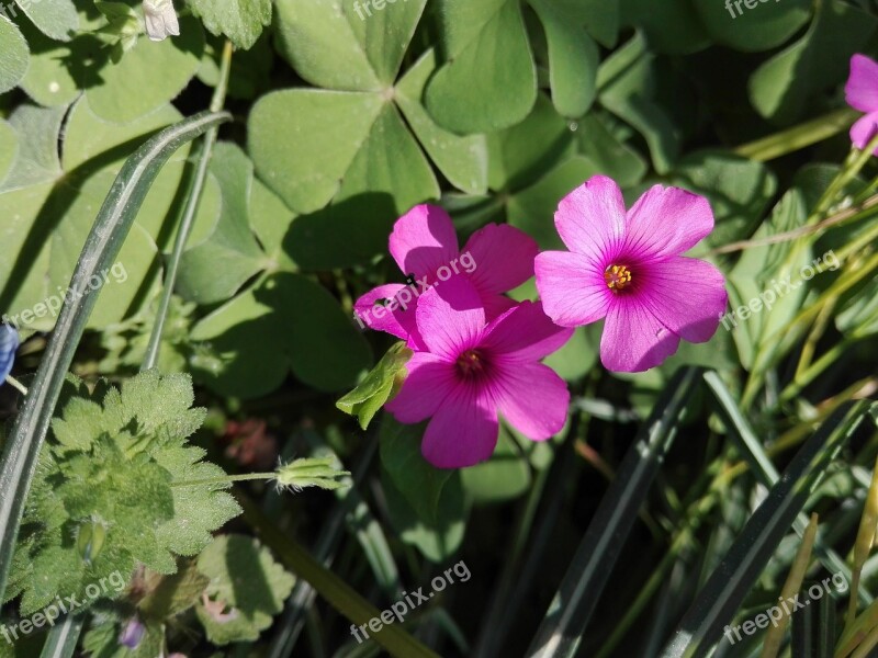 Flower Fuchsia Violet Spring Flora