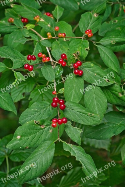 Honeysuckle Lonicera Xylosteum Fruits Plant Geissblattgewaechs