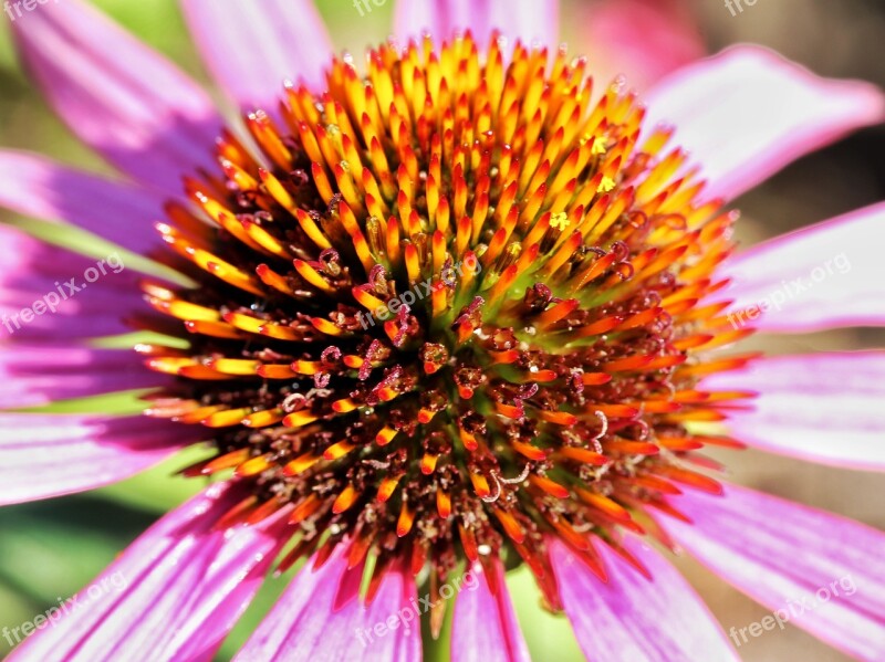 Echinacea Flower Blossom Bloom Pink