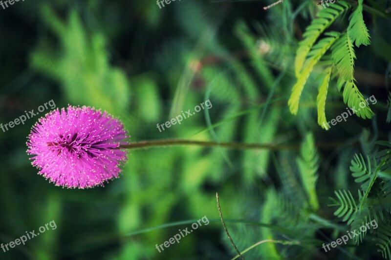 Sensitive Plant Flower Plant Sensitive Nature