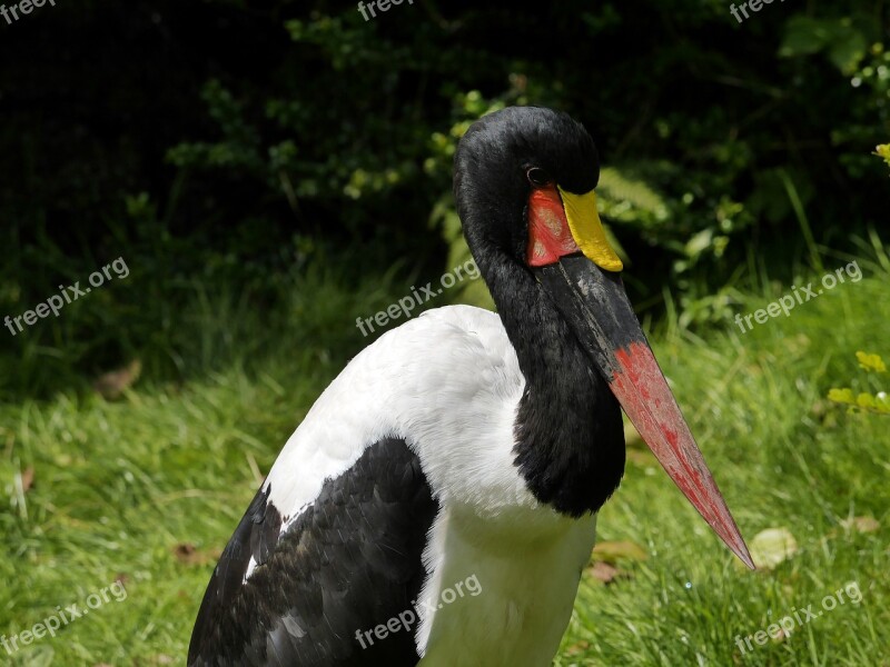 Saddle Stork Bird Stork Birds Storks