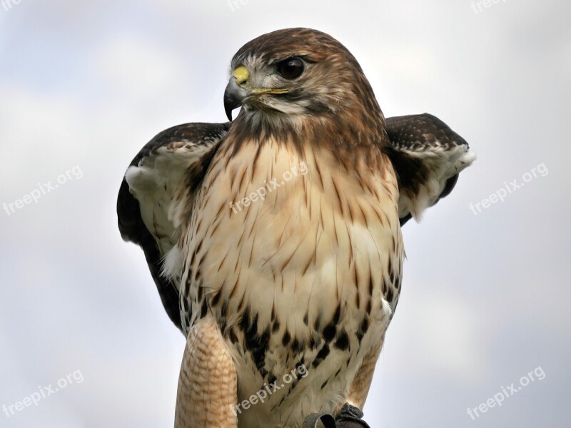 Red-tailed Hawk Bird Animal World Hawk Wing