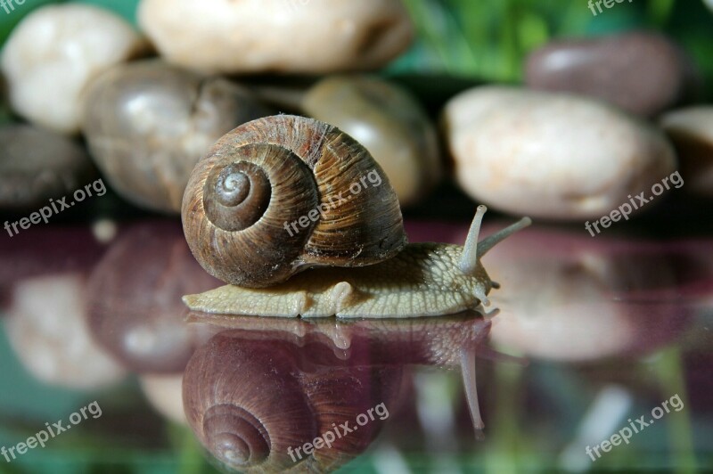 Snail Shell Slowly Crawl Mollusk