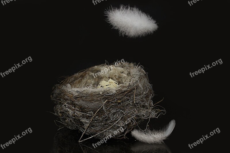 Bird's Nest Egg Shells Feather Egg Nest