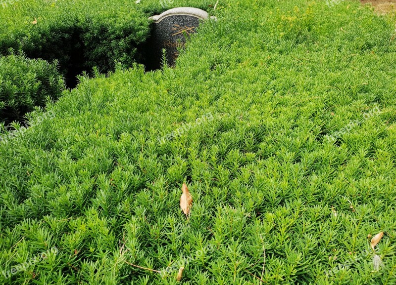 Cemetery Tombstone Hedge Longing Forget