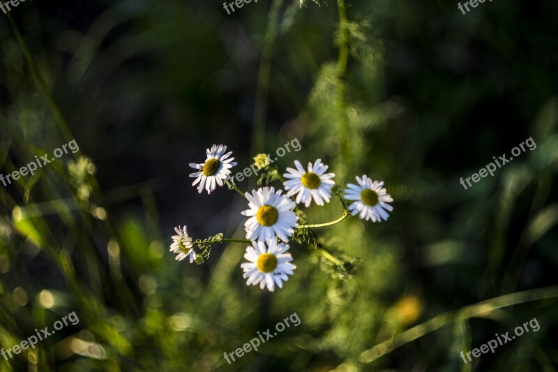 Flowers Chamomile Nature Summer Flora