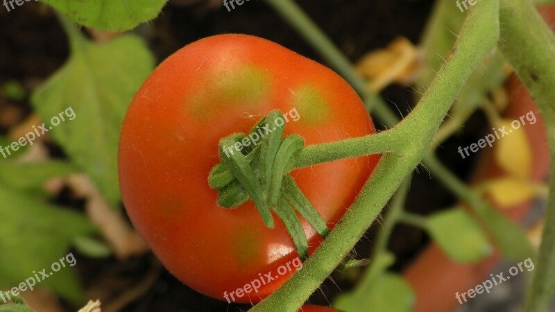 Tomato Vegetables Fresh Ripening Process Maturation Process