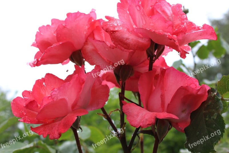 Roses Bush Red Rosebush Beauty