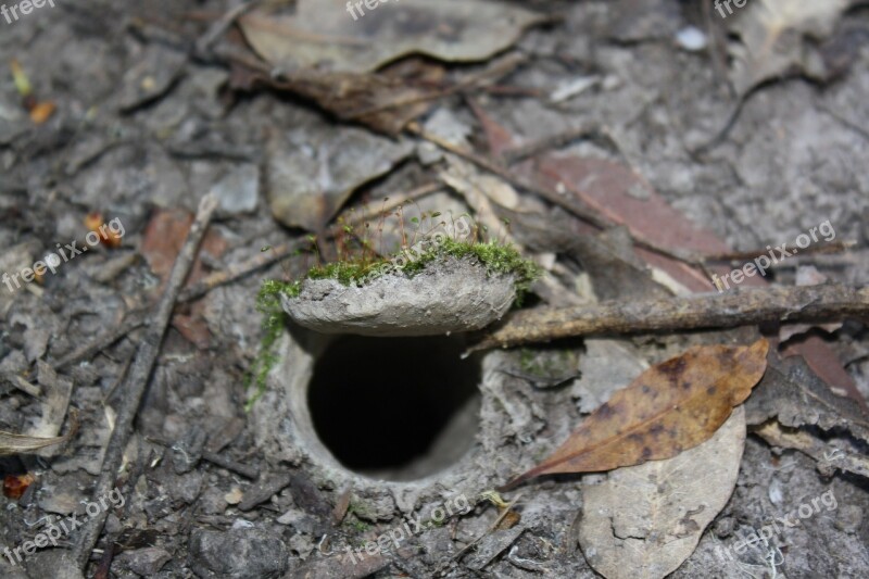 Trapdoor Spider Burrow Arachnid Brisbane Bush