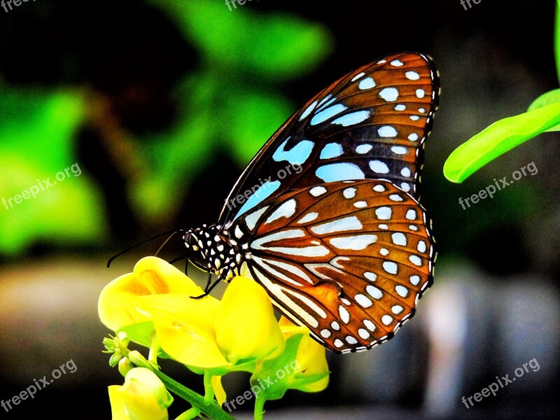 Butterfly Nature Insect Flowers Wings