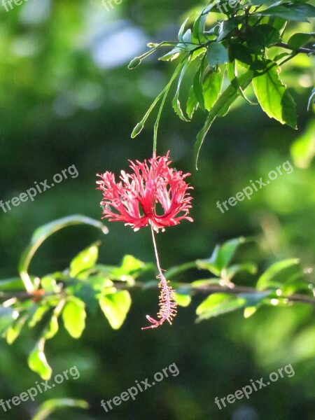 Flower Nature Plant Flowers Garden