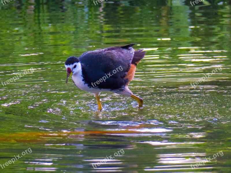 Bird Nature Outdoor Wings Wildlife