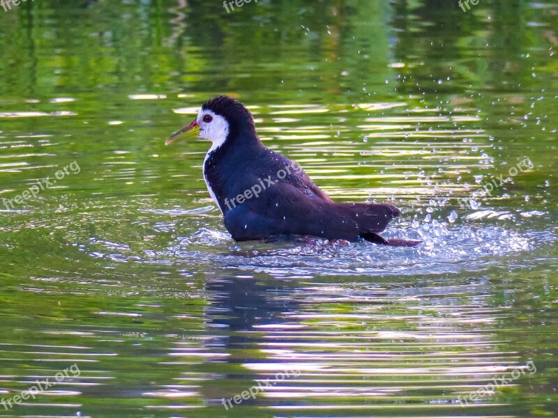 Bird Nature Outdoor Wings Wildlife