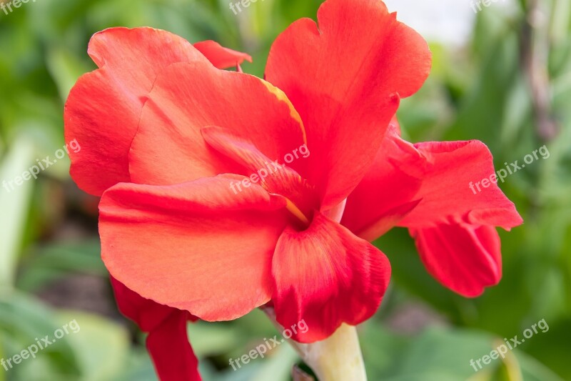 Canna Flower Plant Blossom Bloom