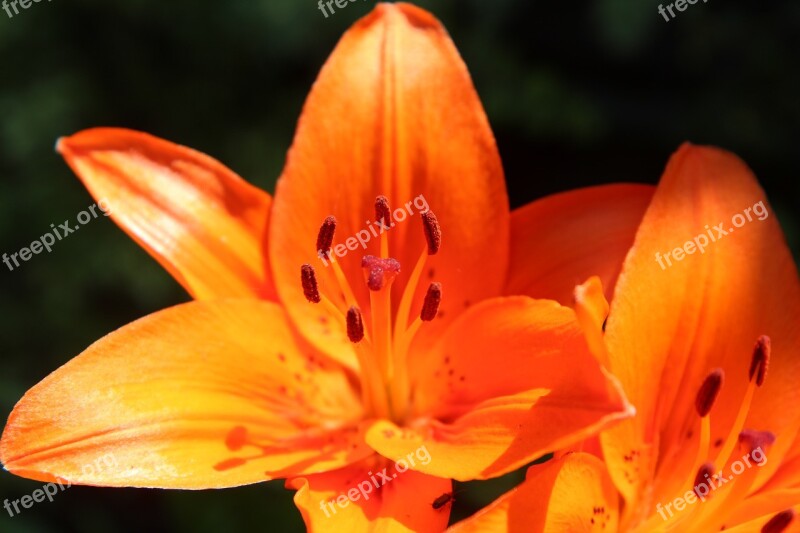 Lys Lily Orange Orange Lily Flowering Flowers