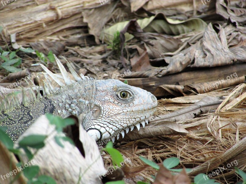 Animal Animals Wild Iguana Lizard