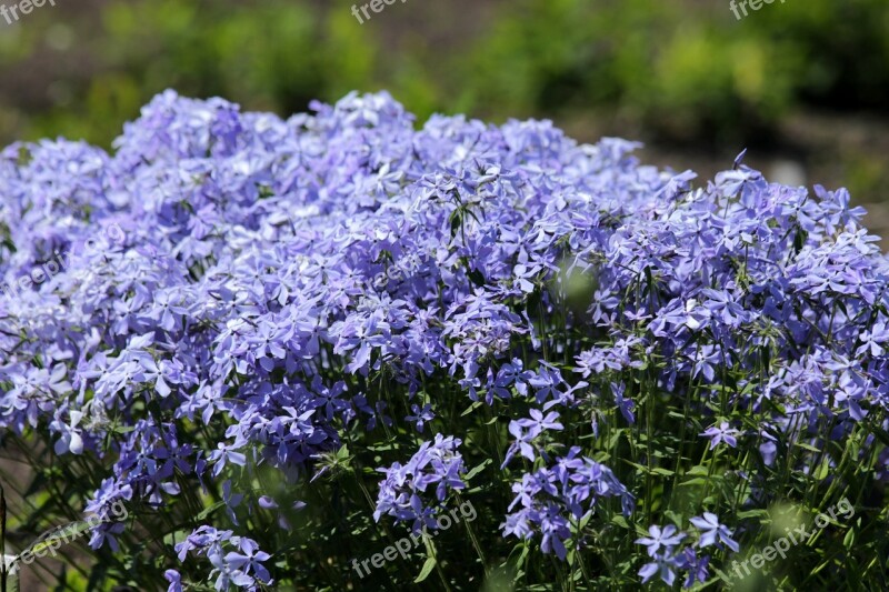 Flowers Blue Flowers Blue Flower Bed Green