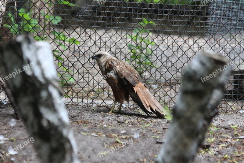 Bird Bird Of Prey Nature Animal Wild