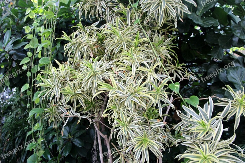 Chlorophytum Plant Indoor Plant Winds Spider Plant