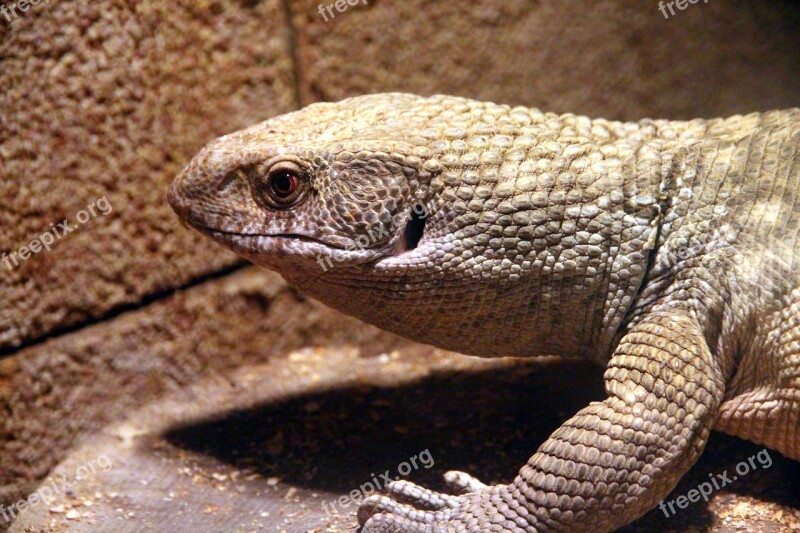 Monitor Varanus Nature Lizard Reptile