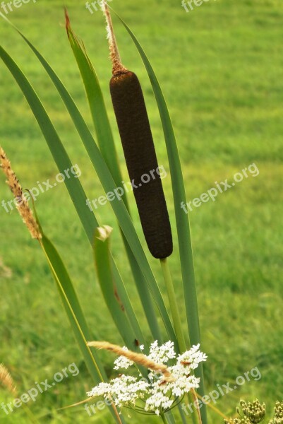 Rietsigaar Cattail Typha Latifolia Water Plant Brown