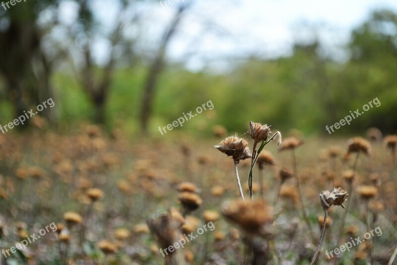 Dried Flowers Dried Garden Haunted Empty Sarrow