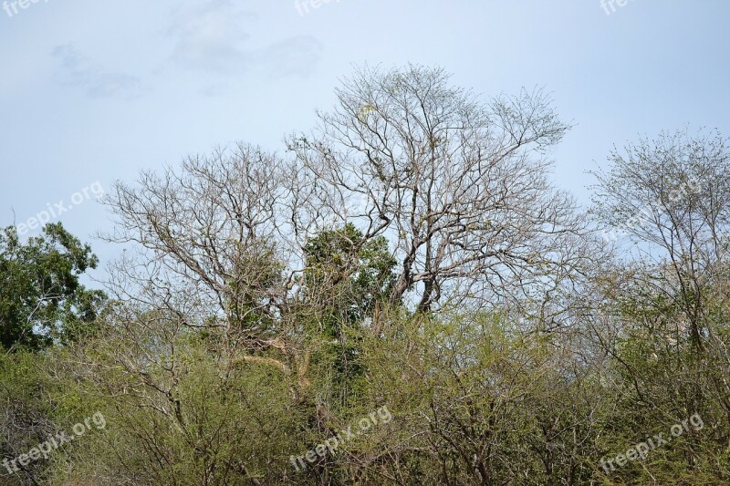 Dried Trees Dry Sky Forest Sri Lanka