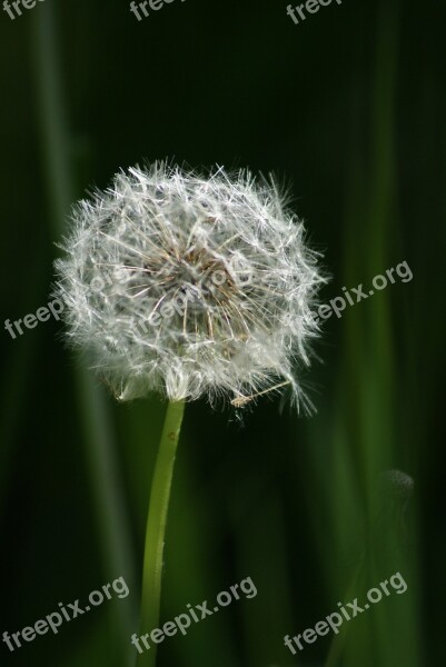 Nature Weed Wild Herb Filigree Dandelion