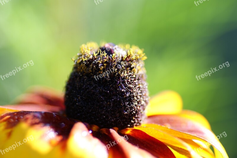 Coneflower Blossom Bloom Seeds Was Summer Flower