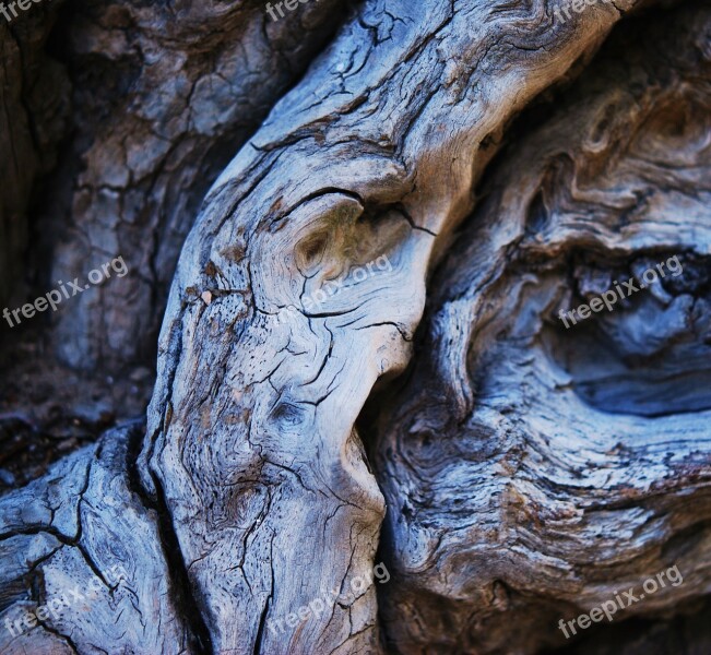 Wood Faces In Wood Nature Old Dry Wood